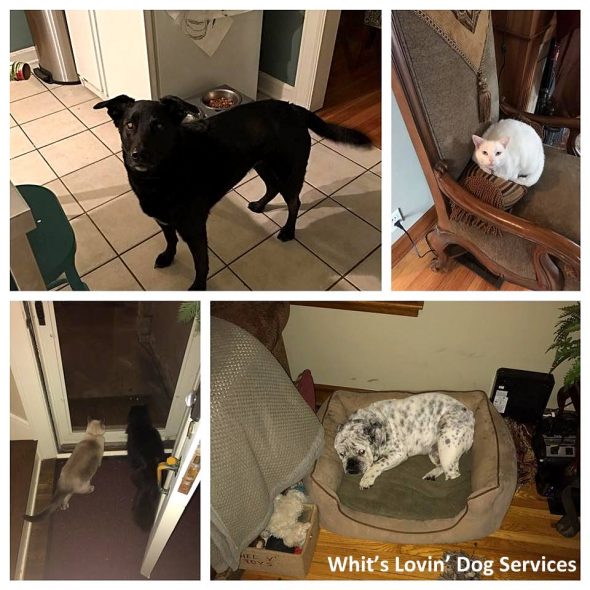 3.16.17 Teen Turns His Love for Dogs and Hockey into Successful Business0