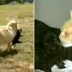 3.17.17 Bereft Cat Dognaps an Unfit Mother Dog’s Puppies8