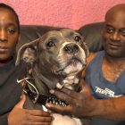 3.20.17 Pit Bull Takes a Bullet to Save Family2