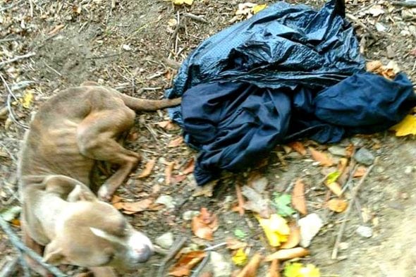 3.23.17 Cop Charged for Dumping Emaciated Dog00