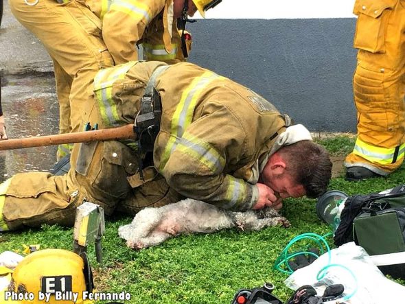 3.24.17 Firefighters Valiantly Save Tiny Dog Who Died in Fire1