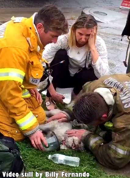 3.24.17 Firefighters Valiantly Save Tiny Dog Who Died in Fire10