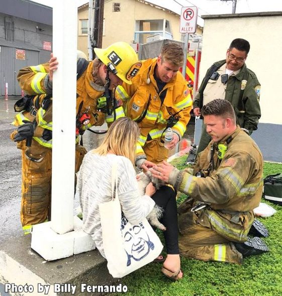 3.24.17 Firefighters Valiantly Save Tiny Dog Who Died in Fire11