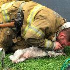 3.24.17 Firefighters Valiantly Save Tiny Dog Who Died in Fire12