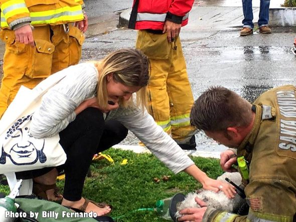 3.24.17 Firefighters Valiantly Save Tiny Dog Who Died in Fire7