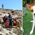 3.28.17 Lassie Dog Rescues Her Injured Mom6