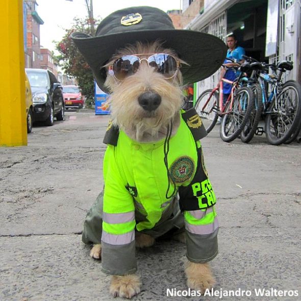 3.28.17 Street Dog Becomes Colombia’s Cutest Police Officer1