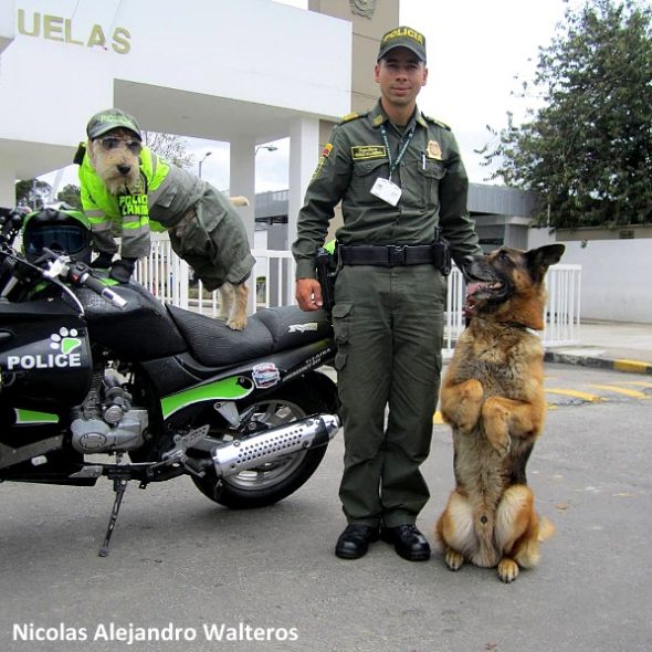 3.28.17 Street Dog Becomes Colombia’s Cutest Police Officer3