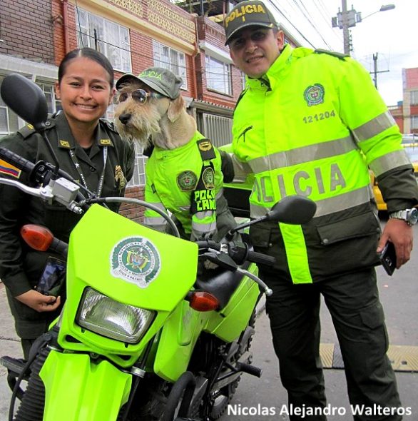 3.28.17 Street Dog Becomes Colombia’s Cutest Police Officer6