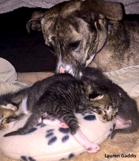 3.29.17 Dog Demands to Mother Foster Kittens1