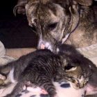 3.29.17 Dog Demands to Mother Foster Kittens2