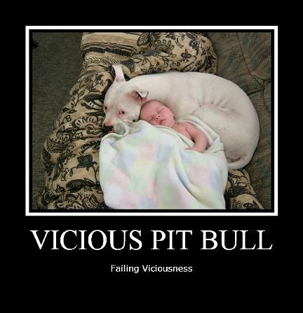 3.3.17 Vicious Pit Bulls Failing Viciousness12