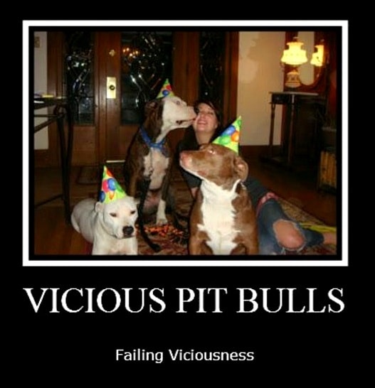 3.3.17 Vicious Pit Bulls Failing Viciousness13