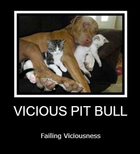 3.3.17 Vicious Pit Bulls Failing Viciousness16