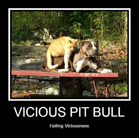 3.3.17 Vicious Pit Bulls Failing Viciousness18