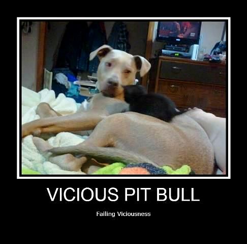 3.3.17 Vicious Pit Bulls Failing Viciousness19