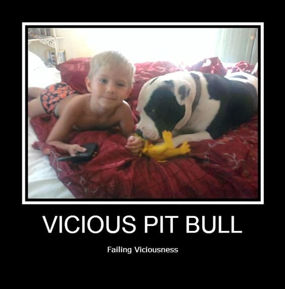 3.3.17 Vicious Pit Bulls Failing Viciousness2