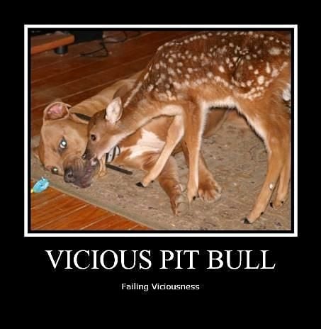 3.3.17 Vicious Pit Bulls Failing Viciousness9