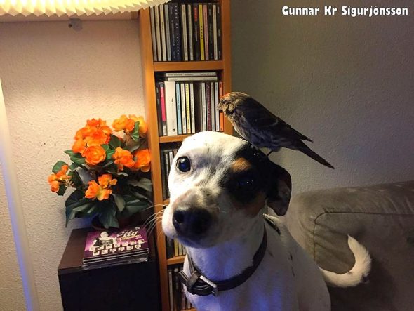 3.30.17 Dog Saves the Life of a Tiny Bird2