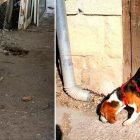 3.31.17 Dog Chained for 6 Years Without Shelter Can’t Stop Sniffing10