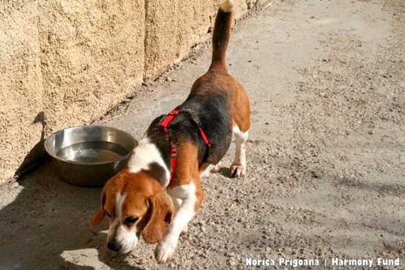3.31.17 Dog Chained for 6 Years Without Shelter Can’t Stop Sniffing7
