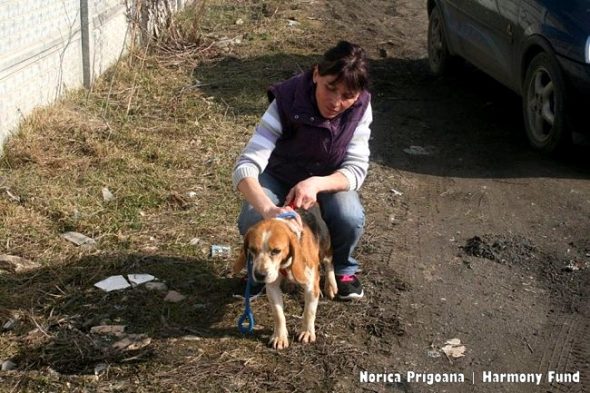 3.31.17 Dog Chained for 6 Years Without Shelter Can’t Stop Sniffing8