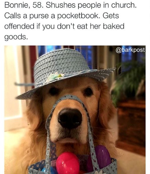 41 Dog Bios That Will Definitely Remind You of Someone You Know