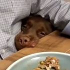 dinnerdog