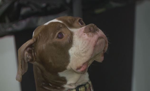 Saving Gabe Dog Found Near Death In Toledo Making Beautiful Recovery Life With Dogs