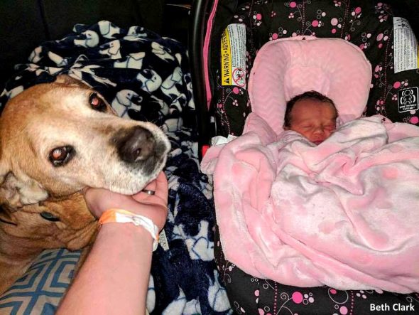 4.10.17 18 Year Old Dog Stays Alive Just Long Enough to Meet His New Baby Sister11