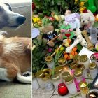 4.10.17 Memorial Created for Dog Killed in Stockholm7
