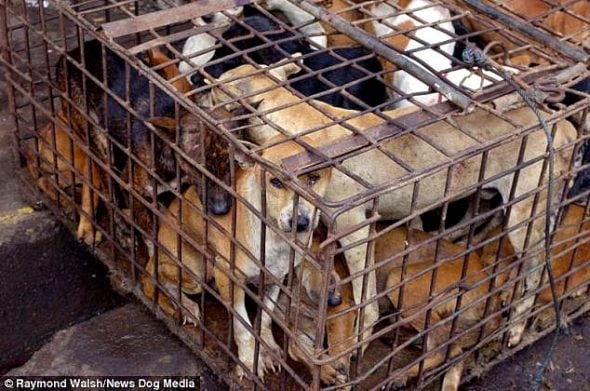 4.12.17 Taiwan Bans Dog and Cat Meat0