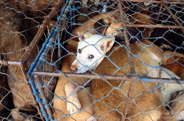 4.12.17 Taiwan Bans Dog and Cat Meat1
