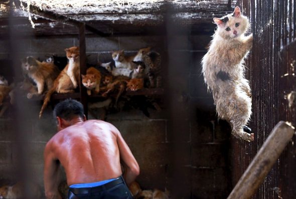 4.12.17 Taiwan Bans Dog and Cat Meat3