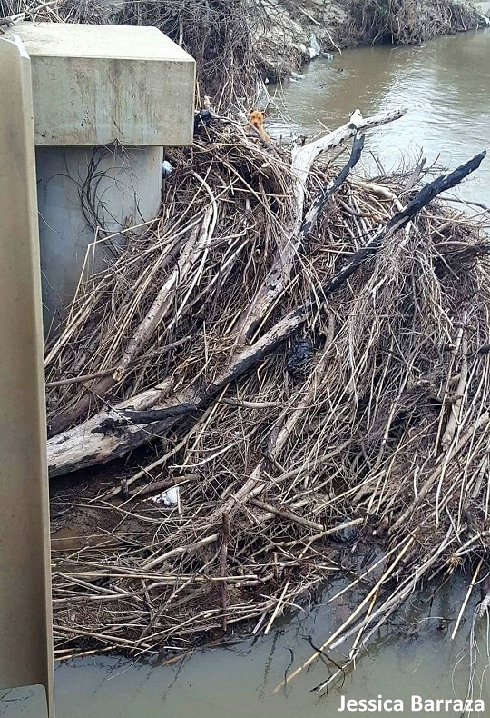 4.18.17 Dog Stuck on a Pile of Driftwood in a River Rescued1