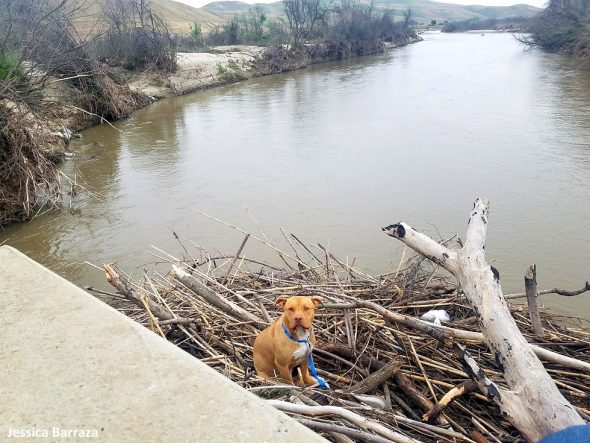 4.18.17 Dog Stuck on a Pile of Driftwood in a River Rescued2