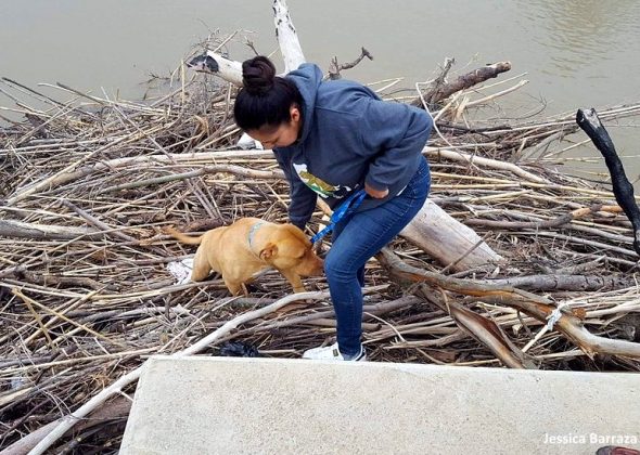 4.18.17 Dog Stuck on a Pile of Driftwood in a River Rescued3