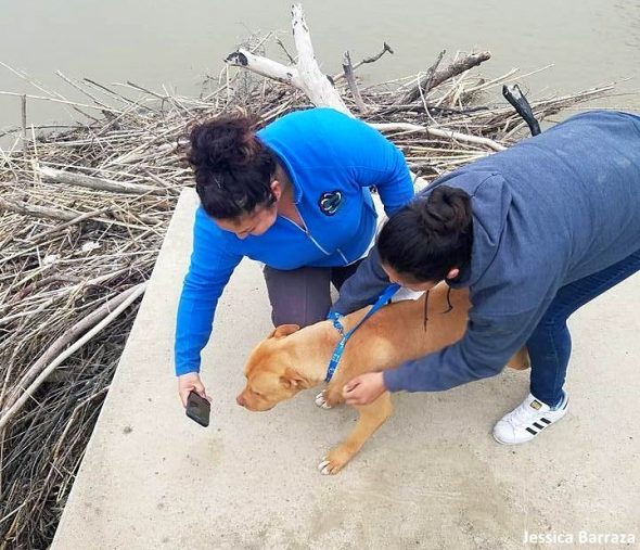 4.18.17 Dog Stuck on a Pile of Driftwood in a River Rescued4