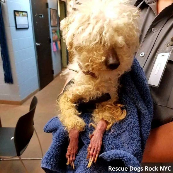 4.19.17 Neglected Dog Who Spent Life in a Cage Freed1
