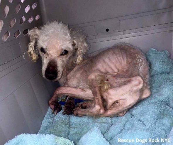 4.19.17 Neglected Dog Who Spent Life in a Cage Freed3