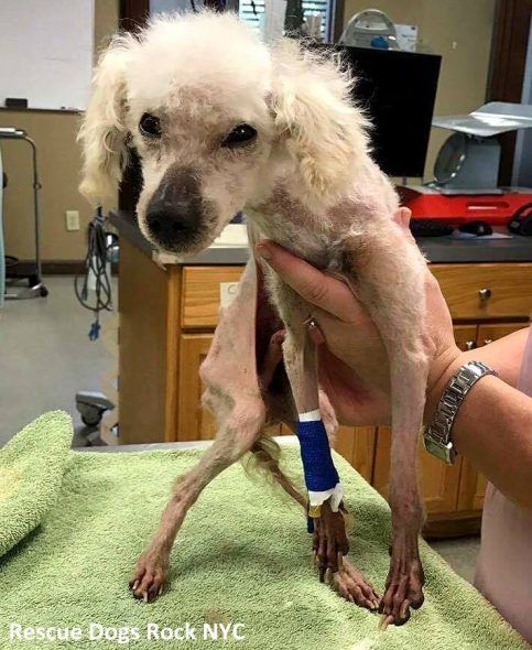 4.19.17 Neglected Dog Who Spent Life in a Cage Freed4