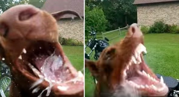 4.21.17 Dog Wants to Help Dad Wash Motorcycle1