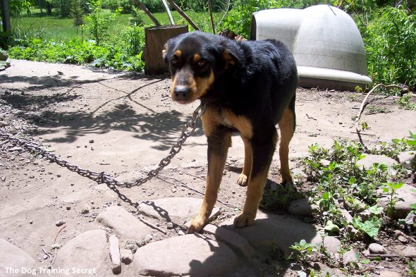 4.24.17 Detroit Bans Chaining Dogs0