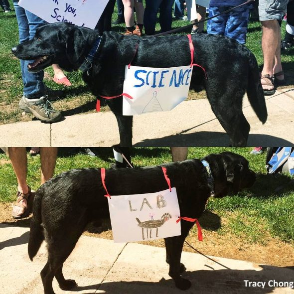 4.24.17 Dogs Who Marched for Science16