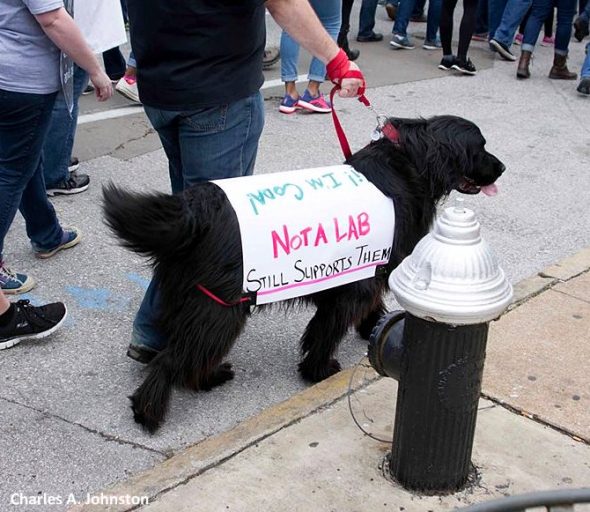 4.24.17 Dogs Who Marched for Science18