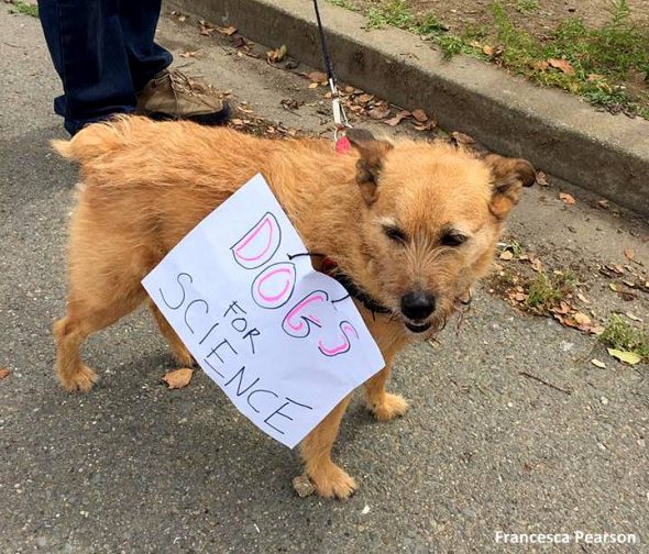 4.24.17 Dogs Who Marched for Science19