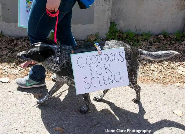 4.24.17 Dogs Who Marched for Science22