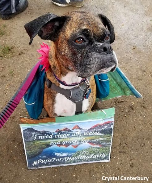 4.24.17 Dogs Who Marched for Science28