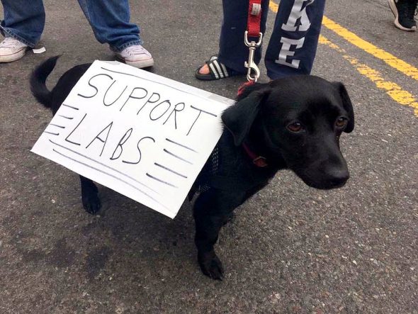 4.24.17 Dogs Who Marched for Science5