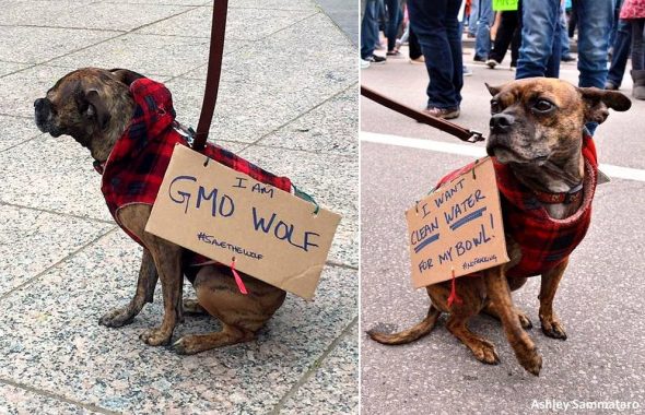 4.24.17 Dogs Who Marched for Science6a
